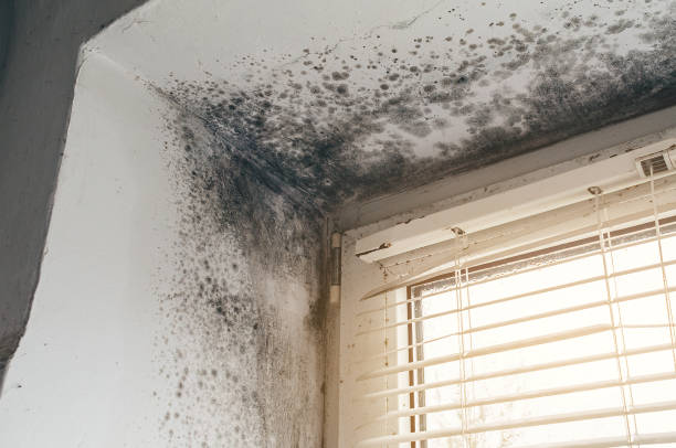 Affordable Mold Remediation solutions in Ponderosa Park, CO
